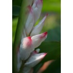 Alpinia Zirumbet Giant Shell - MC - 309